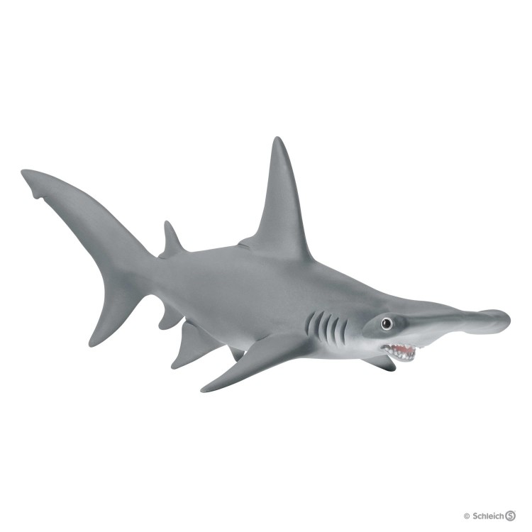 WILD LIFE - Žralok kladivohlavý