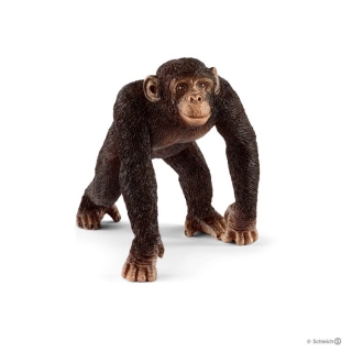 WILD LIFE - Šimpanz - samec